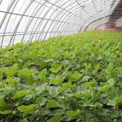 Coltivazione di ortaggi avanzata Serra a luce solare 40HQ Contenitore Reefer per Superior