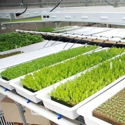 Agricoltura verticale Contenitore di trasporto serra con idroponica e struttura in acciaio