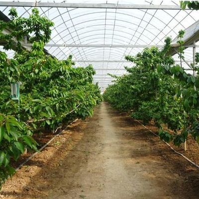 Agricoltura verticale Contenitore di trasporto serra con idroponica e struttura in acciaio