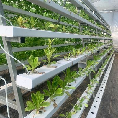 Agricoltura verticale Contenitore di trasporto serra con idroponica e struttura in acciaio
