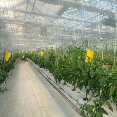 Agricoltura verticale Contenitore di trasporto serra con idroponica e struttura in acciaio