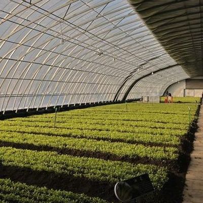 Metro quadrato Coltivazione commerciale di cetrioli Soluzione in serra a luce solare con produzione