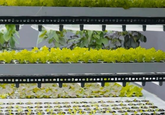 Struttura in acciaio Sistema idroponico Contenitore serra per la soluzione di agricoltura verticale