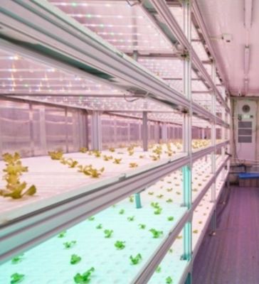 Struttura in acciaio Sistema idroponico Contenitore serra per la soluzione di agricoltura verticale