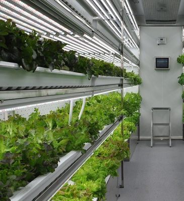 Struttura in acciaio Sistema idroponico Contenitore serra per la soluzione di agricoltura verticale