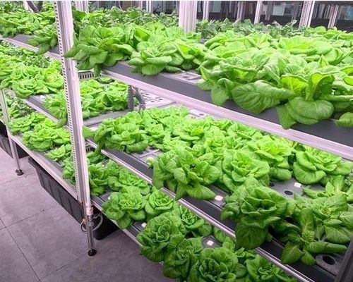 Struttura in acciaio Sistema idroponico Contenitore serra per la soluzione di agricoltura verticale