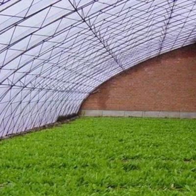 Sistema di coltivazione di pomodori per 40HQ Reefer Container Shipping