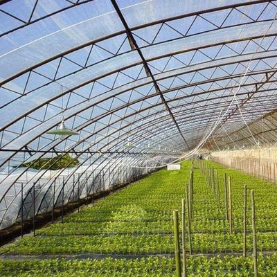 Sistema di coltivazione di pomodori per 40HQ Reefer Container Shipping