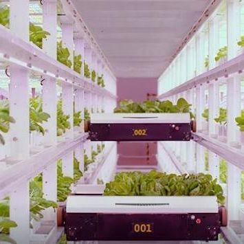 Agricoltura verticale dei container per il trasporto marittimo con serre commerciali e progettazione multi-span