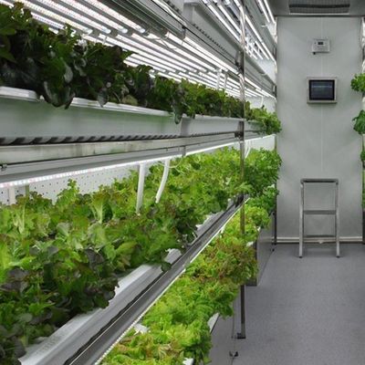 Agricoltura verticale dei container per il trasporto marittimo con serre commerciali e progettazione multi-span