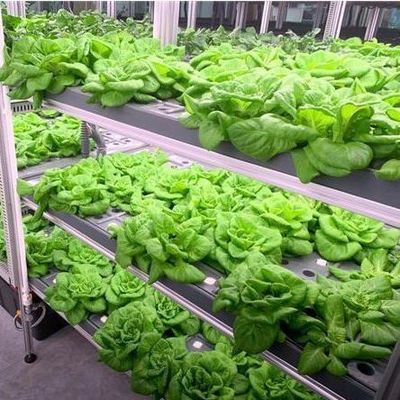 Agricoltura verticale dei container per il trasporto marittimo con serre commerciali e progettazione multi-span