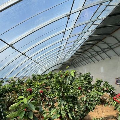 Moneta USA Coltivazione commerciale di pomodori Serra solare per una produzione ottimale di colture
