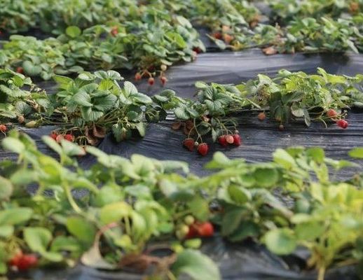 Moneta USA Coltivazione commerciale di pomodori Serra solare per una produzione ottimale di colture