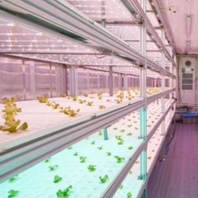 Serre per container per l'agricoltura verticale idroponica nell'industria commerciale