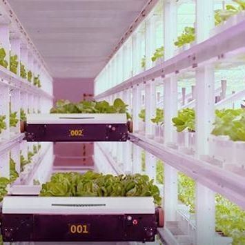 Serre per container per l'agricoltura verticale idroponica nell'industria commerciale