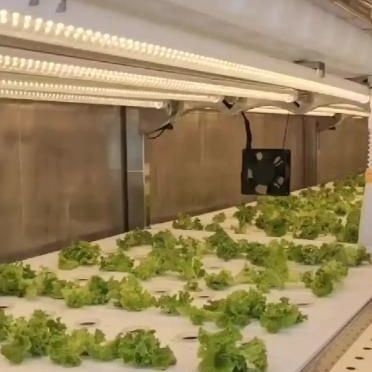Serre per container per l'agricoltura verticale idroponica nell'industria commerciale