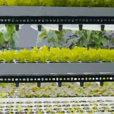 Serre per container per l'agricoltura verticale idroponica nell'industria commerciale
