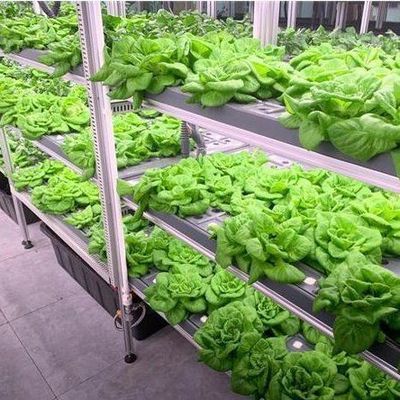 Serre per agricoltura verticale commerciale con sistema idroponico