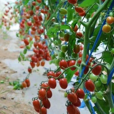 Serra per pomodori e cetrioli a riscaldamento temporaneo con controllo climatico e luce solare