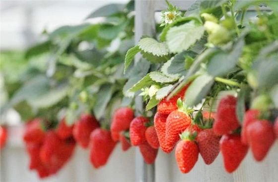 Serra per agricoltura a grande contenitore verticale con copertura in acciaio e tecnologia idroponica