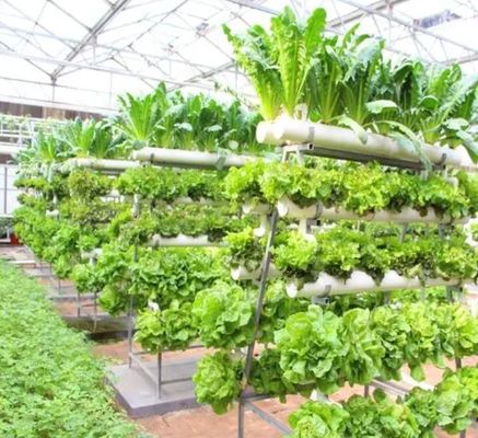 Serra per agricoltura a grande contenitore verticale con copertura in acciaio e tecnologia idroponica