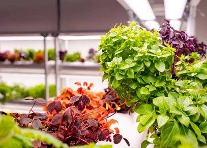 Serra per agricoltura a grande contenitore verticale con copertura in acciaio e tecnologia idroponica