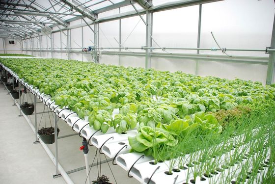 Serra per agricoltura a grande contenitore verticale con copertura in acciaio e tecnologia idroponica