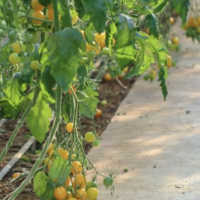 Juxiang Irrigazione automatizzata Serra a luce solare per verdure Ventilazione e ombra
