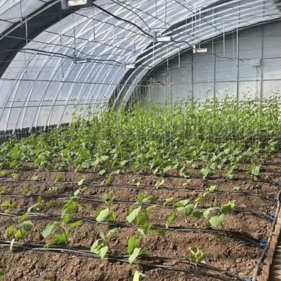 Juxiang Irrigazione automatizzata Serra a luce solare per verdure Ventilazione e ombra