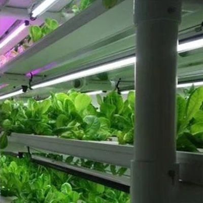Serra commerciale versatile per l'agricoltura verticale idroponica in container di trasporto