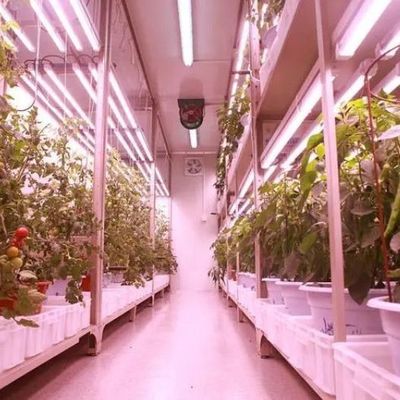Serra commerciale versatile per l'agricoltura verticale idroponica in container di trasporto