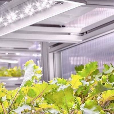 Serra commerciale versatile per l'agricoltura verticale idroponica in container di trasporto