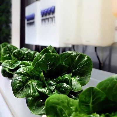 Serra commerciale versatile per l'agricoltura verticale idroponica in container di trasporto