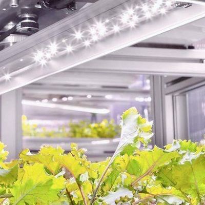 Contenitore di trasporto di copertura in acciaio Serra per la produzione di agricoltura verticale idroponica
