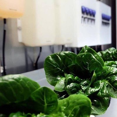 Contenitore di trasporto di copertura in acciaio Serra per la produzione di agricoltura verticale idroponica