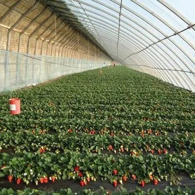 Serra a doppio strato e tetto ad arco per la coltivazione di pomodori