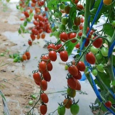 Serra a doppio strato e tetto ad arco per la coltivazione di pomodori