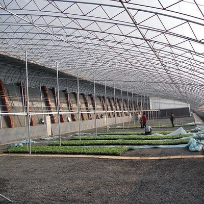 Serra a doppio strato e tetto ad arco per la coltivazione di pomodori