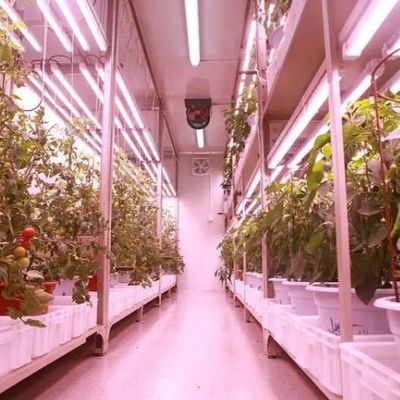 Contenitore per agricoltura verticale serra per casa ecologica