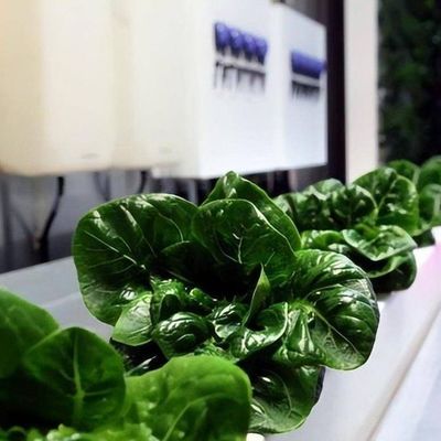 Contenitore per agricoltura verticale serra per casa ecologica