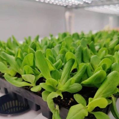 Contenitore per agricoltura verticale serra per casa ecologica