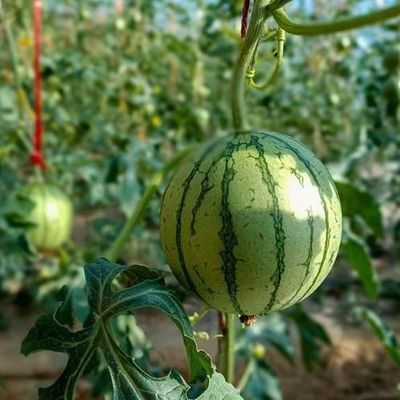 Serra a doppio strato per la coltivazione di ortaggi e la produttività temporanea del riscaldamento