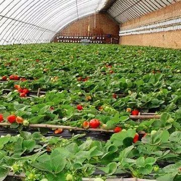Serra a doppio strato per la coltivazione di ortaggi e la produttività temporanea del riscaldamento