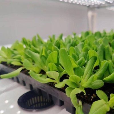 Agricoltura verticale Hydroponics serra in 40HQ contenitore Reefer con struttura in acciaio