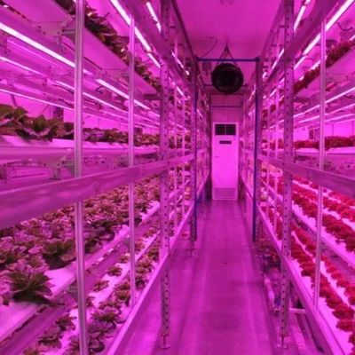 Agricoltura verticale Hydroponics serra in 40HQ contenitore Reefer con struttura in acciaio