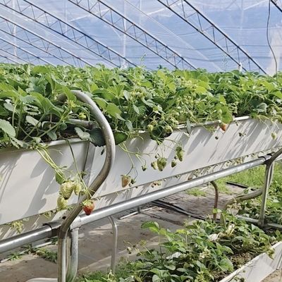Serra per coltivazione di pomodori a luce solare con costi di spedizione e design
