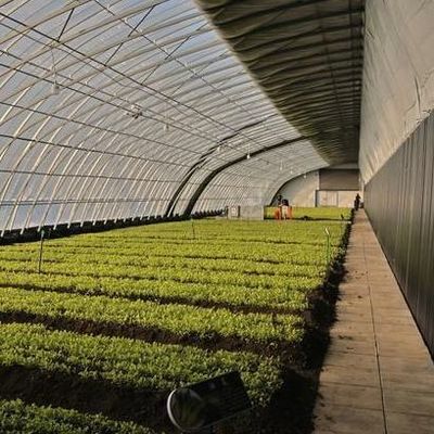 Serra per coltivazione di pomodori a luce solare con costi di spedizione e design