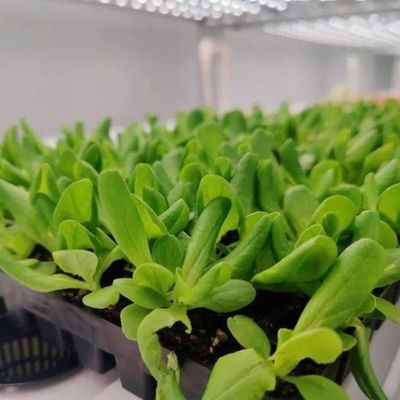 Contenitore per l'agricoltura verticale serra con caratteristiche idroponiche
