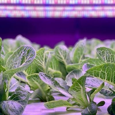 Contenitore per l'agricoltura verticale serra con caratteristiche idroponiche