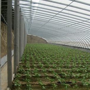 Pacchetto Peso lordo 2000.000kg Serra leggera a luce solare per la coltivazione di ortaggi